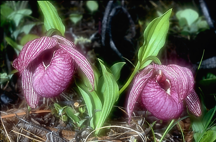 Cypripedium tibeticum6_Chi_Yunnan_Napa Hai_17_06_01