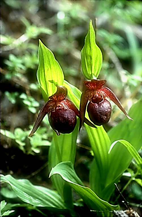 Cypripedium tibeticum8_klein_dunkel_Chi_Yunnan_Weng Shui_19_06_01