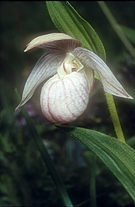 Cypripedium yunnanense10_Chi_Yunnan_Zhongian_20_06_01