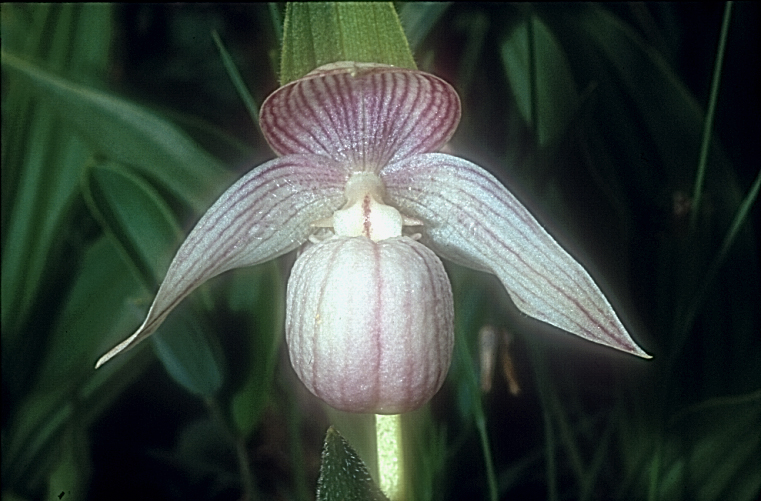 Cypripedium yunnanense11_Chi_Yunnan_Zhongian_20_06_01