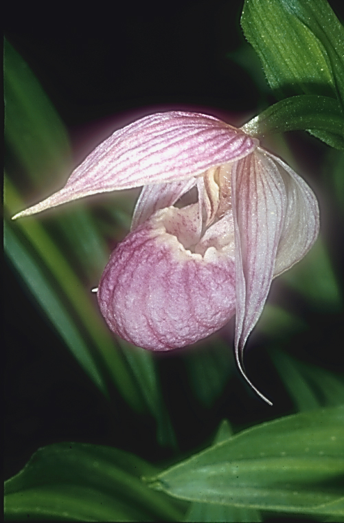 Cypripedium yunnanense2_Chi_Yunnan_Napa Hai_17_06_01