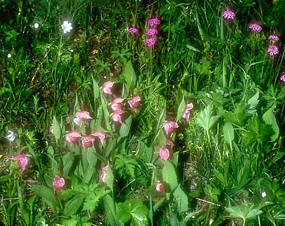 Cypripedium yunnanense3_Chi_Yunnan_Napa Hai_17_06_01