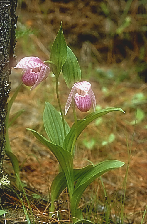 Cypripedium yunnanense4_Chi_Yunnan_Napa Hai_17_06_01