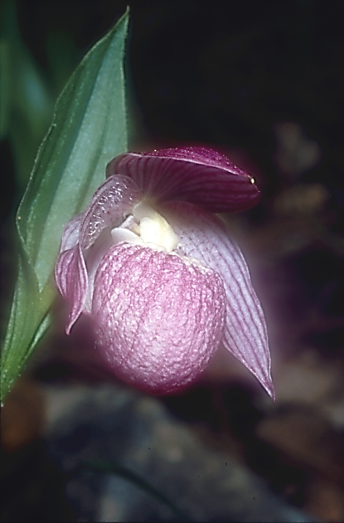 Cypripedium yunnanense5_Chi_Yunnan_Napa Hai_17_06_01