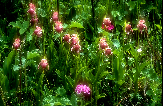 Cypripedium yunnanense6d_Chi_Yunnan_Zhongian_20_06_01