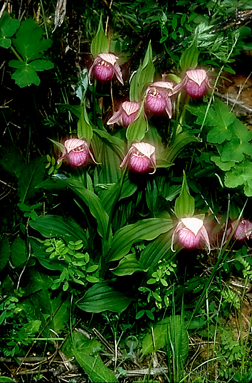 Cypripedium yunnanense7_Chi_Yunnan_Zhongian_20_06_01
