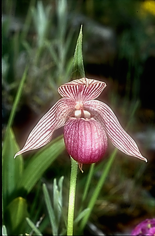 Cypripedium yunnanense9_Chi_Yunnan_Zhongian_20_06_01