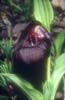 Cypripedium calcicolum5_Chi_Sichuan_Wanglang_11_06_04