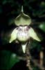 Cypripedium debile4_Chi_Sichuan_Emeishan_07_06_04