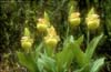 Cypripedium flavum12a_Chi_Yunnan_Napa Hai_17_06_01