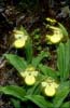 Cypripedium flavum13_Chi_Yunnan_Napa Hai_17_06_01