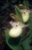 Cypripedium flavum4_Chi_Yunnan_Hai Shui_15_06_01