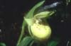 Cypripedium flavum5_Chi_Yunnan_Hai Shui_15_06_01