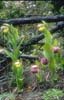 Cypripedium flavum_tibeticum2a_Chi_Yunnan_Napa Hai_17_06_01