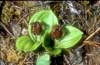 Cypripedium forrestii2_Chi_Yunnan_Hai Shui_15_06_01