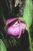 Cypripedium franchettii4_Chi_Sichuan_Balangshan_21_06_04