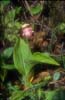 Cypripedium guttatum1_Chi_Sichuan_Balangshan_19_06_04