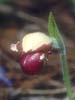 Cypripedium guttatum4_Chi_Yunnan_Napa Hai_17_06_04