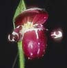 Cypripedium guttatum5_Chi_Yunnan_Napa Hai_17_06_04