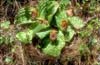 Cypripedium margaritaceum1_Chi_Yunnan_Bai Shui_13_06_01