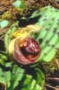 Cypripedium margaritaceum2_Chi_Yunnan_Bai Shui_13_06_01