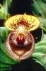 Cypripedium margaritaceum3_Chi_Yunnan_Bai Shui_13_06_01