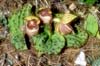 Cypripedium margaritaceum4_Chi_Yunnan_Hai Shui_15_06_01