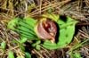 Cypripedium margaritaceum5_Chi_Yunnan_Hai Shui_15_06_01