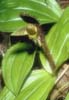 Cypripedium micrantum5_Chi_Sichuan_Danyun Schlucht_16_06_04