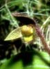 Cypripedium micrantum6_Chi_Sichuan_Danyun Schlucht_16_06_04