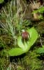 Cypripedium palangshanense2_Chi_Sichuan_Juizhaigou_12_06_04