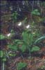 Cypripedium pletrochilum1a_Chi_Yunnan_Bai Shui_13_06_01