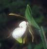 Cypripedium pletrochilum2c_Chi_Yunnan_Bai Shui_13_06_01