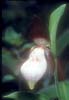 Cypripedium pletrochilum3_Chi_Yunnan_Bai Shui_13_06_01
