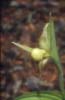 Cypripedium shanciense_Chi_Sichuan_Shenxienchi_13_06_04