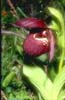 Cypripedium tibeticum or calcicoum_Chi_Sichuan_Balangshan5_19_06_04