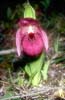 Cypripedium tibeticum2_Chi_Sichuan_Wanglang_11_06_04