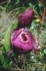 Cypripedium tibeticum3_Chi_Yunnan_Gang Ho Ba_14_06_01