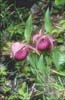 Cypripedium tibeticum5_Chi_Yunnan_Napa Hai_17_06_01