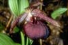 Cypripedium tibeticum7a_Chi_Yunnan_Napa Hai_17_06_01