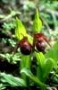 Cypripedium tibeticum8_klein_dunkel_Chi_Yunnan_Weng Shui_19_06_01