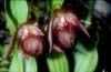 Cypripedium tibeticum9_klein_dunkel_Chi_Yunnan_Weng Shui_19_06_01