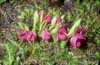 Cypripedium tibeticum_Chi_Sichuan_Wanglang_11_06_04