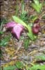 Cypripedium tibeticum_u_calcicolum2_Chi_Sichuan_Wanglang_11_06_04