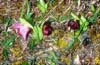 Cypripedium tibeticum_u_calcicolum_Chi_Sichuan_Wanglang_11_06_04