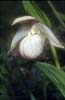 Cypripedium yunnanense10_Chi_Yunnan_Zhongian_20_06_01