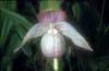 Cypripedium yunnanense11_Chi_Yunnan_Zhongian_20_06_01