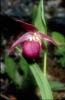 Cypripedium yunnanense13_Chi_Yunnan_Zhongian_20_06_01