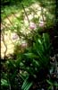 Cypripedium yunnanense1_Chi_Yunnan_Napa Hai_17_06_01
