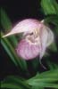 Cypripedium yunnanense2_Chi_Yunnan_Napa Hai_17_06_01